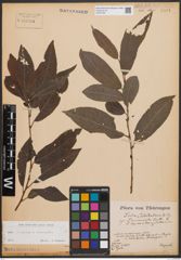 Foto von Salix cinerea L. x Salix viminalis L.